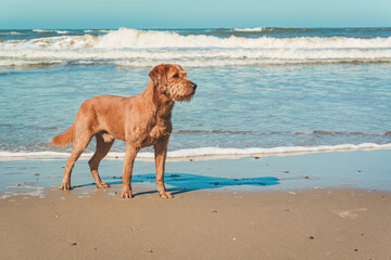 Dog standing at seaside looking toward beach with copy space