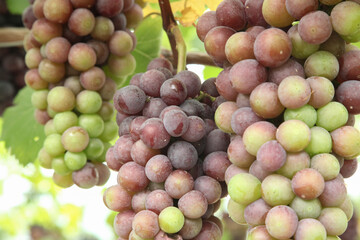 Obraz premium Purple and Green Grapes Growing on Vine During Harvest Season in Xinjiang China
