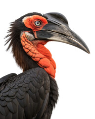 Obraz premium striking ground hornbill with elaborate crest, cutout PNG transparent background