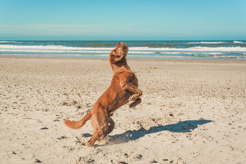 Dog standing on hind legs at beach looking upward