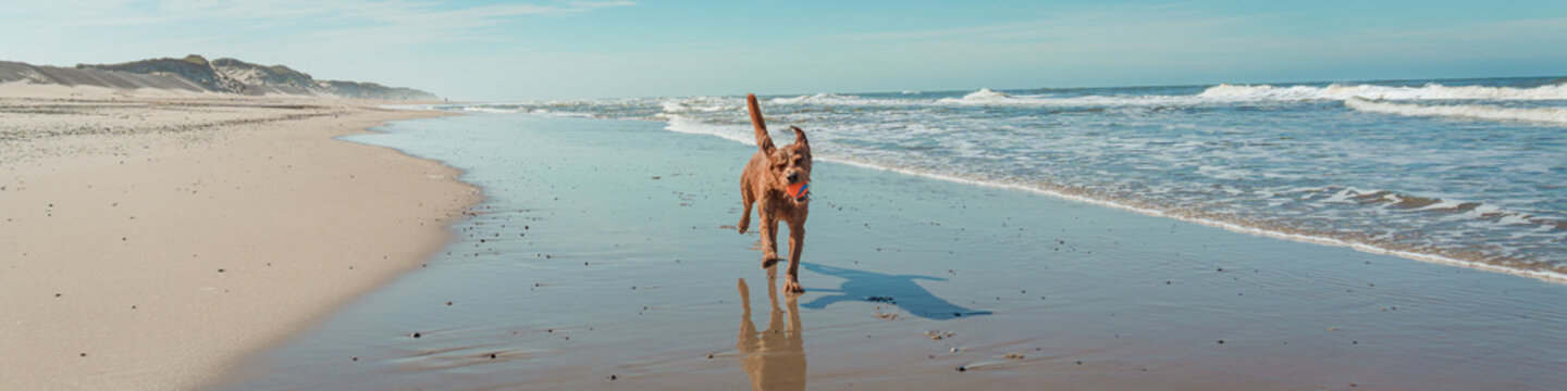 Dog happily jumping with ball on beach in Denmark panorama