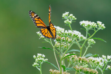 A monarch butterfly eating milkweed which makes them poisonous to predators. A migratory super generation in late summer lives up to six months to reach over wintering grounds in Mexico.