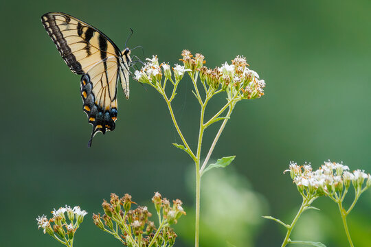 Eastern tiger swallowtail at a park in Acworth Georgia. This butterfly overwinters in a chrysalis form and adults live one or two weeks after transformation. Seeing one represents a new beginning.