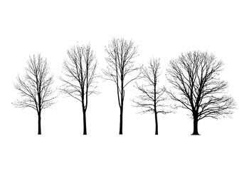 Vector art of a group of five bare deciduous trees in silhouette, their intricate branch structures clearly visible against a pure