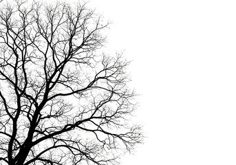 Vector art of bare tree branches silhouette against a stark, creating a dramatic and minimalist composition ideal for seasonal or abstract design elements