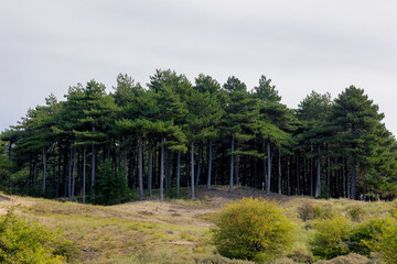 Summer landscape, The pine forest with green leaves under blue sky, Zuid-Kennemerland National Park...