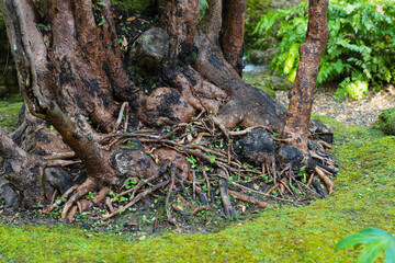 old stump in the forest