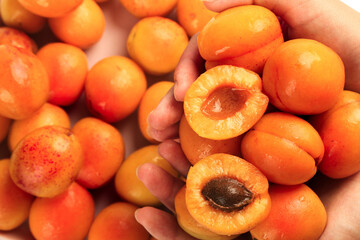 Fresh Xinjiang Apricots in Hands - Organic Stone Fruit Display on Wood Bottom