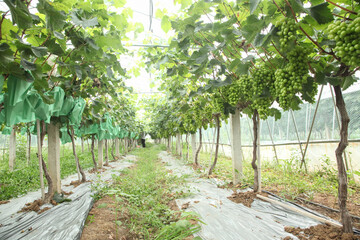 Jumbo Sweet Purple Grapes Growing in Xinjiang Vineyards Ready for Harvest