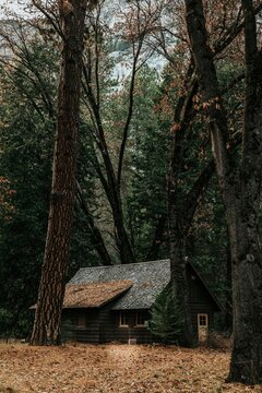 house in forest