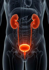Anatomical illustration of the human urinary system with glowing kidneys, ureters, and bladder