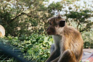 Obraz premium Toque macaque monkey sitting near some vegetation in its natural habitat, in a sunny day in Sri Lanka, viewed through a fence