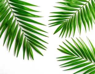 Obraz premium Vibrant green palm fronds arranged symmetrically on a plain white background