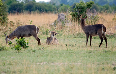 Waterbuck in the Okavango delta