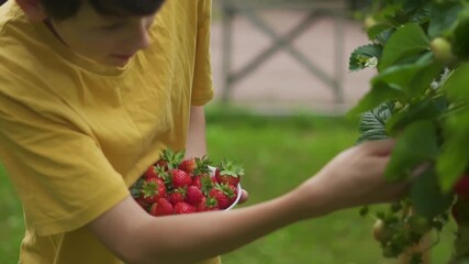 Child boy teenager collects strawberries from modern raised bed. Fresh sweet fruit, healthy snack, full of vitamins. Advanced gardening and farming technology for convenient harvesting.