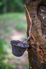 Rubber Tree Tapping Harvesting Latex for Natural Rubber Production. A rubber garden in Bangladesh...