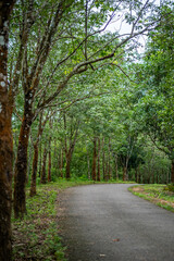 Fototapeta premium Winding Road Through Lush Green Forest. A rubber garden in Bangladesh is a plantation of rubber trees, primarily located in hilly regions like Chittagong and Cox's Bazar, that produces latex. 