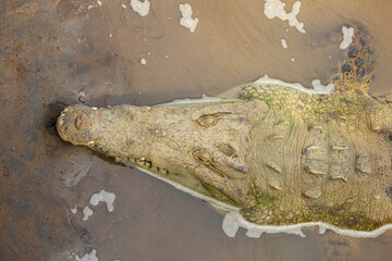 Close-up of a crocodile resting in muddy water