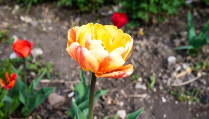 Close-up of a vibrant orange-yellow tulip in a garden bed