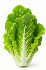 Vibrant green lettuce with crisp, ruffled leaves, a fresh and healthy vegetable presented in a studio setting