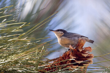 Pygmy Nuthatch, Sitta pygmaea, perched