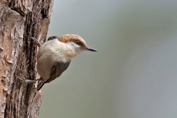 Brown-headed Nuthatch, Sitta pusilla, on side of tree