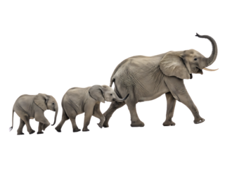 Elephant Family Walking in Single File Portrait white background, isolated on transparent background