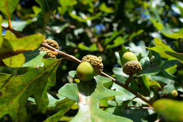acorns on the tree