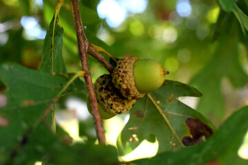 acorns on the tree