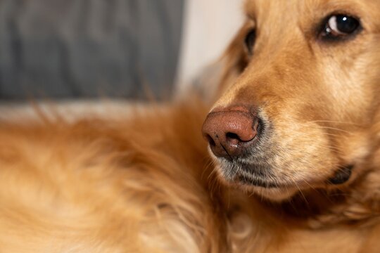 Close-Up of Relaxed Golden Retriever with Wary Expression