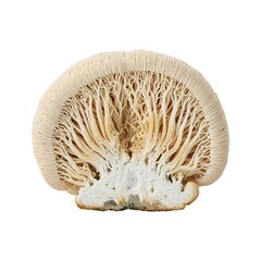 Intricate cross-section of a Lion's Mane mushroom revealing its internal structure, isolated for scientific and nootropic branding.
