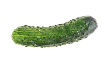 Freshly picked cucumber on a white background ready for cooking or salads