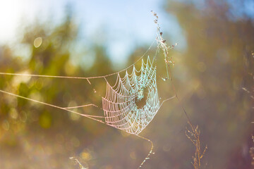 closeup spider web on bush branches in forest glade
