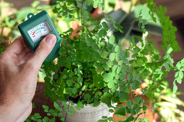 Closeup of a woman’s hand using a moisture meter to check the soil of a maidenhair fern plant. Concept of indoor gardening, houseplant care, watering