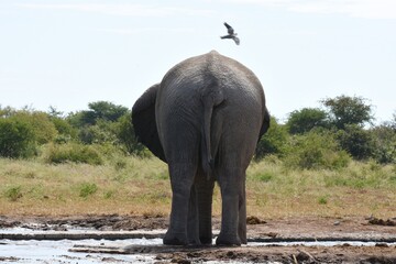 Elefantenbulle (loxodonta africana) am Wasserloch Tsumcor im Etoscha Nationalpark