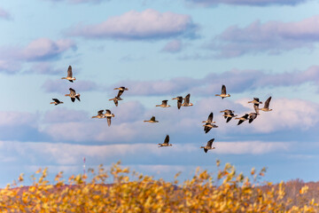 The greater white-fronted goose (Anser albifrons). Flock of greater white-fronter house in flight 