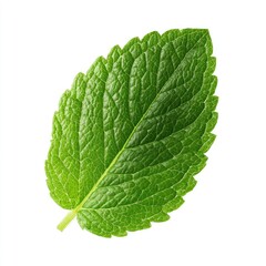 Obraz premium Single vibrant green mint leaf