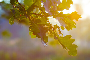 oak tree branch in light of starkle sun, autumn forest outdoor scene
