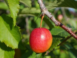 Close-Up of Ripe American Plum (Prunus americana) Fruit in Colorado Summer