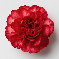 Close-up of a vibrant red carnation