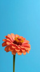 a vibrant coral colored flower is centered against a light blue background. the flower has many layers of petals and a dark orange center with yellow tips. the stem of the flower is green and smooth