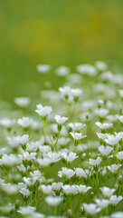 Soft focus delicate white wildflowers blooming in a lush green summer meadow close up