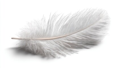 White feather, gently lying on a white background