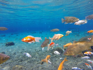 Naklejka premium Clear Underwater Shot of Colorful Koi and Tilapia Fish in Pond