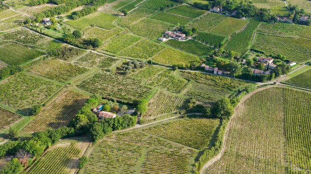 Wine Harvest in the Southern Rh&ocirc;ne Valley, France, near Gigondas, S&eacute;guret, and Ch&acirc;teauneuf-du-Pape