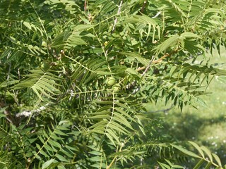 Green Leaves and Unripe Little Walnut (Juglans microcarpa) Fruit in Late Summer, Colorado