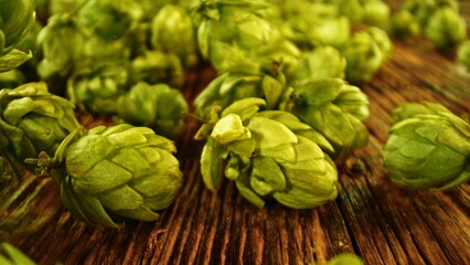 Hop plants detail macro, extreme closeup, placed on wooden table. Beer production ingredients simple concept, nobody. Harvest and before beer brewing concept.