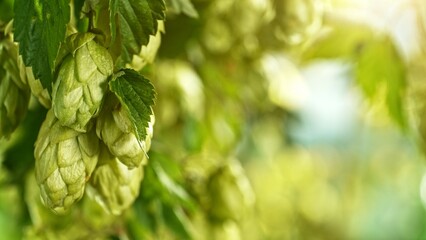 Hop plants detail macro, extreme closeup, natural condition. Beer production ingredients simple concept, nobody. Harvest concept.
