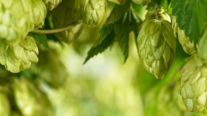 Hop plants detail macro, extreme closeup, natural condition. Beer production ingredients simple concept, nobody. Harvest concept.
