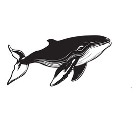 vector illustration of a fish